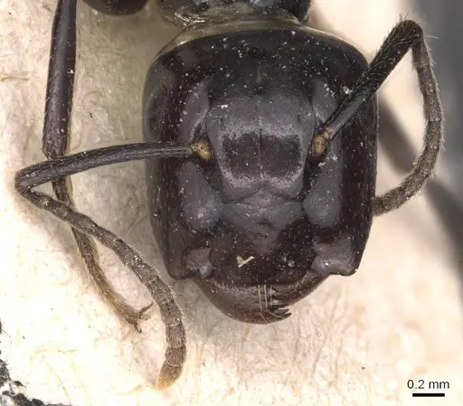 Colobopsis quadriceps specimen CASENT0905469 image casent0905469_2