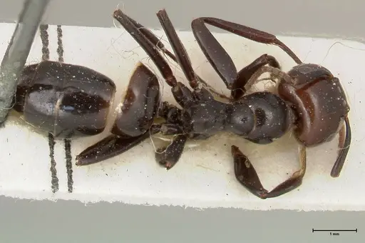 Colobopsis quadriceps specimen FOCOL0461 image focol0461_1