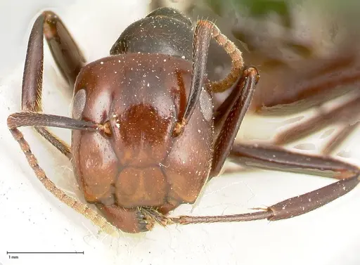 Colobopsis quadriceps specimen FOCOL0461 image focol0461_2