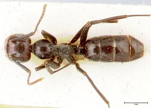 Colobopsis quadriceps specimen FOCOL0462 image focol0462_1