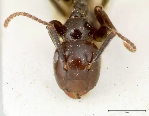 Colobopsis quadriceps specimen FOCOL0462 image focol0462_2