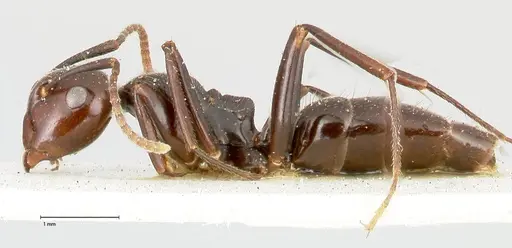 Colobopsis quadriceps specimen FOCOL0462 image focol0462_3