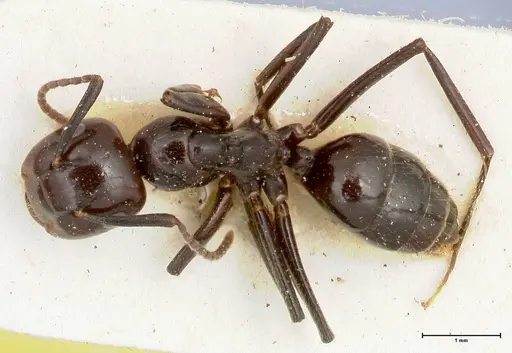 Colobopsis quadriceps specimen FOCOL0463 image focol0463_1