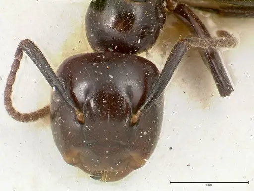 Colobopsis quadriceps specimen FOCOL0463 image focol0463_2