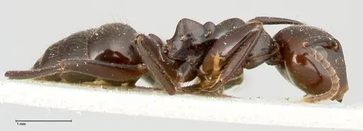 Colobopsis quadriceps specimen FOCOL0463 image focol0463_4