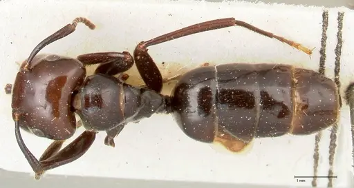 Colobopsis quadriceps specimen FOCOL0464 image focol0464_1