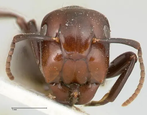 Colobopsis quadriceps specimen FOCOL0464 image focol0464_2