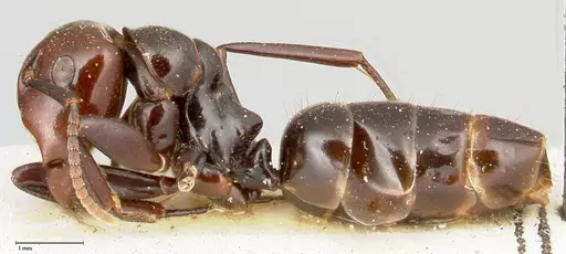 Colobopsis quadriceps specimen FOCOL0464 image focol0464_3