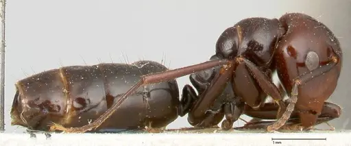 Colobopsis quadriceps specimen FOCOL0464 image focol0464_4