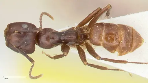 Colobopsis quadriceps specimen FOCOL2511 image focol2511_1