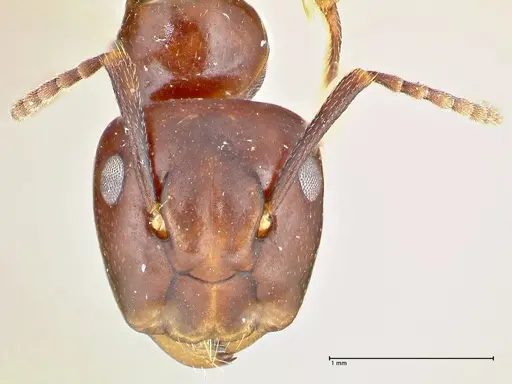 Colobopsis quadriceps specimen FOCOL2511 image focol2511_2