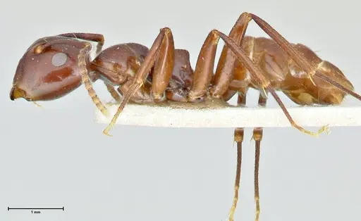 Colobopsis quadriceps specimen FOCOL2511 image focol2511_3