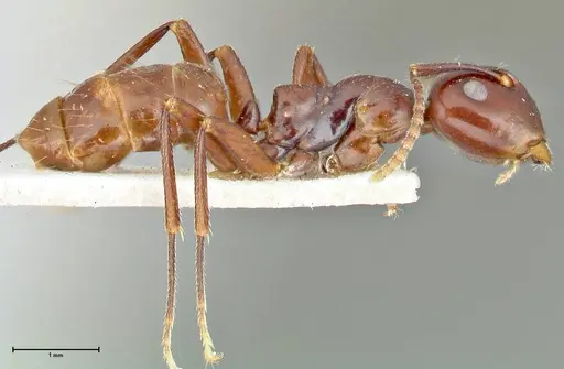 Colobopsis quadriceps specimen FOCOL2511 image focol2511_4