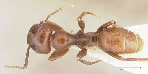 Colobopsis quadriceps specimen FOCOL2512 image focol2512_1