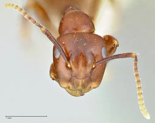 Colobopsis quadriceps specimen FOCOL2512 image focol2512_2