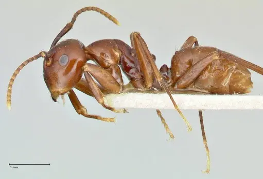 Colobopsis quadriceps specimen FOCOL2512 image focol2512_3