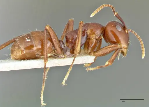 Colobopsis quadriceps specimen FOCOL2512 image focol2512_4