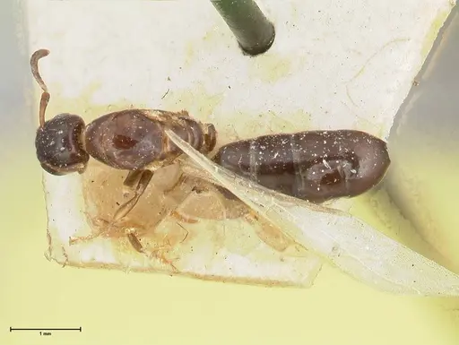 Colobopsis reepeni specimen FOCOL2509 image focol2509_1
