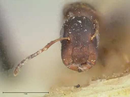 Colobopsis reepeni specimen FOCOL2509 image focol2509_2