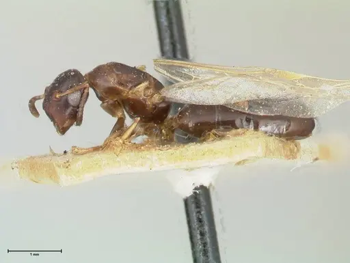 Colobopsis reepeni specimen FOCOL2509 image focol2509_3