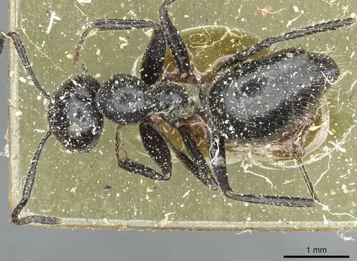 Colobopsis reichenspergeri specimen CASENT0911793 image casent0911793_1