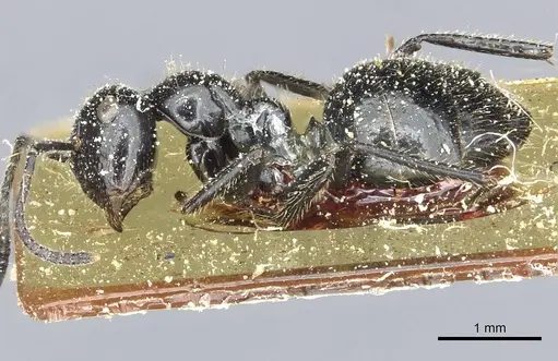 Colobopsis reichenspergeri specimen CASENT0911793 image casent0911793_3