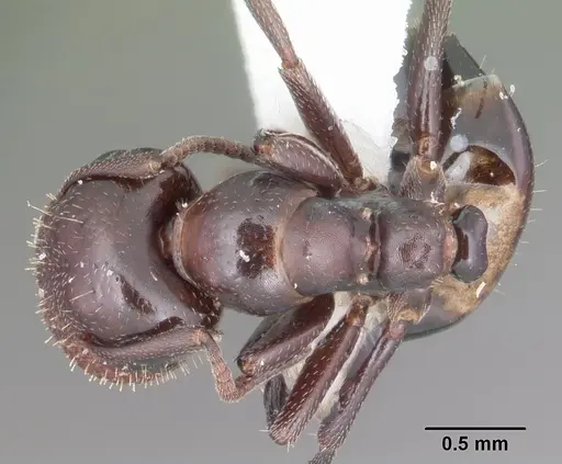 Colobopsis riehlii specimen CASENT0103726 image casent0103726_1