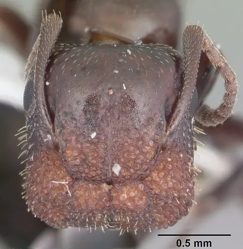 Colobopsis riehlii specimen CASENT0103726 image casent0103726_2