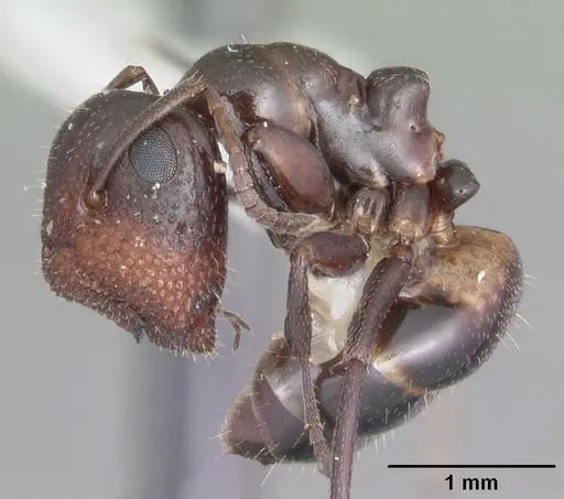 Colobopsis riehlii specimen CASENT0103726 image casent0103726_3