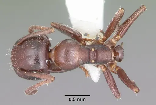 Colobopsis riehlii specimen CASENT0103727 image casent0103727_1