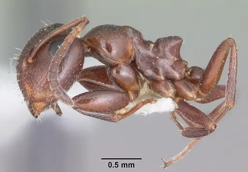 Colobopsis riehlii specimen CASENT0103727 image casent0103727_3