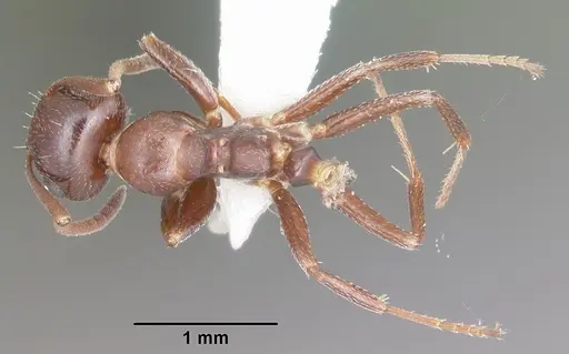 Colobopsis riehlii specimen CASENT0103728 image casent0103728_1