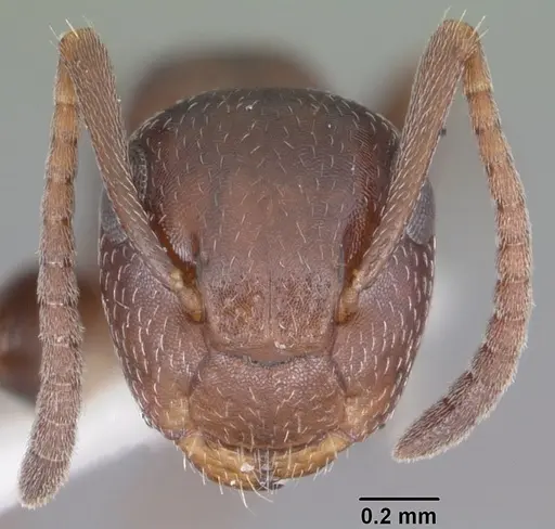 Colobopsis riehlii specimen CASENT0103728 image casent0103728_2