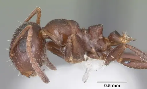 Colobopsis riehlii specimen CASENT0103728 image casent0103728_3