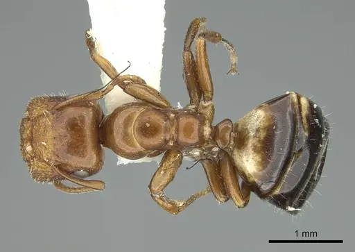 Colobopsis riehlii specimen CASENT0914448 image casent0914448_1