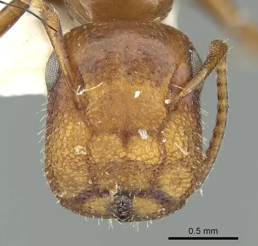 Colobopsis riehlii specimen CASENT0914448 image casent0914448_2