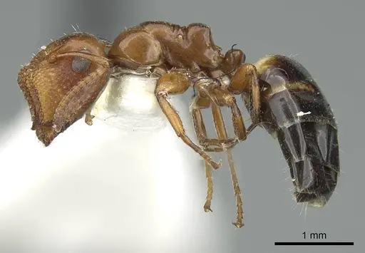 Colobopsis riehlii specimen CASENT0914448 image casent0914448_3