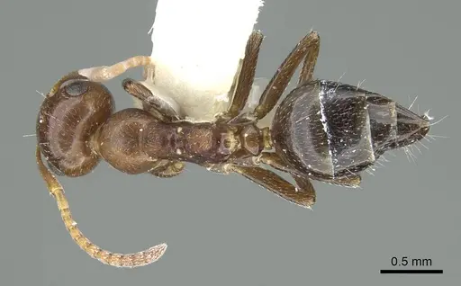 Colobopsis riehlii specimen CASENT0914449 image casent0914449_1