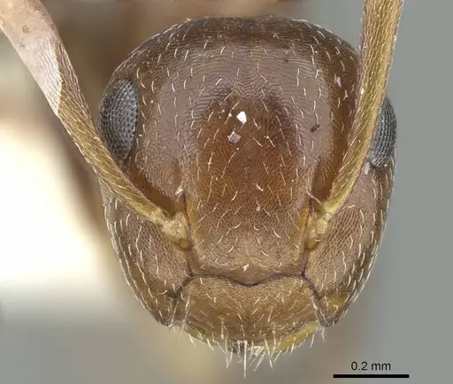 Colobopsis riehlii specimen CASENT0914449 image casent0914449_2