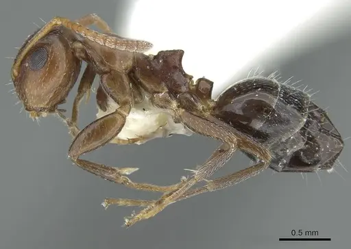 Colobopsis riehlii specimen CASENT0914449 image casent0914449_3