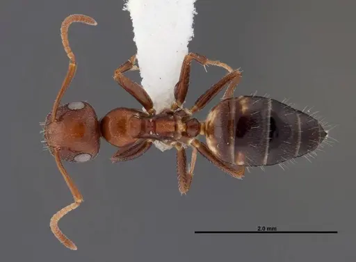 Colobopsis riehlii specimen FMNHINS0000088669 image fmnhins0000088669_1