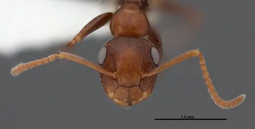 Colobopsis riehlii specimen FMNHINS0000088669 image fmnhins0000088669_2