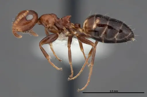 Colobopsis riehlii specimen FMNHINS0000088669 image fmnhins0000088669_3