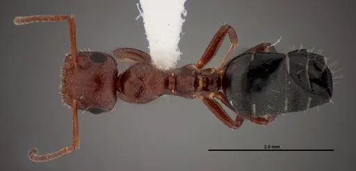 Colobopsis riehlii specimen FMNHINS0000088682 image fmnhins0000088682_1