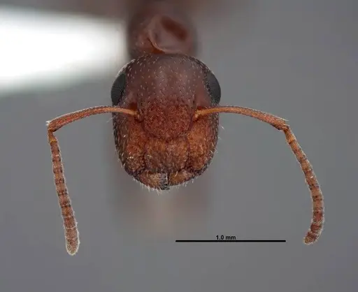 Colobopsis riehlii specimen FMNHINS0000088682 image fmnhins0000088682_2