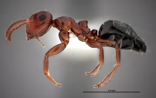 Colobopsis riehlii specimen FMNHINS0000088682 image fmnhins0000088682_3