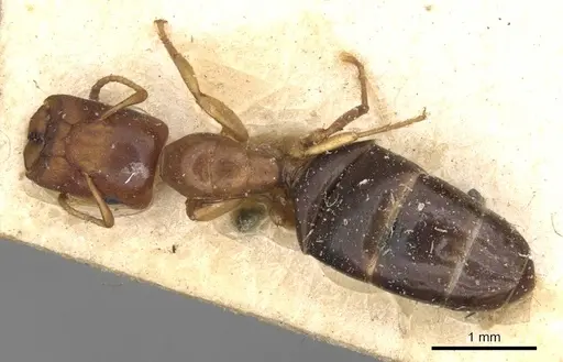 Colobopsis rothneyi specimen CASENT0910587 image casent0910587_1