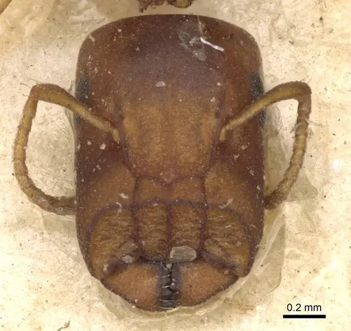 Colobopsis rothneyi specimen CASENT0910587 image casent0910587_2