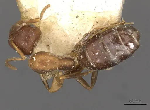 Colobopsis rothneyi specimen CASENT0910588 image casent0910588_1