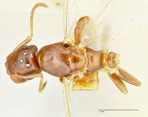 Colobopsis rothneyi specimen FOCOL2500 image focol2500_1